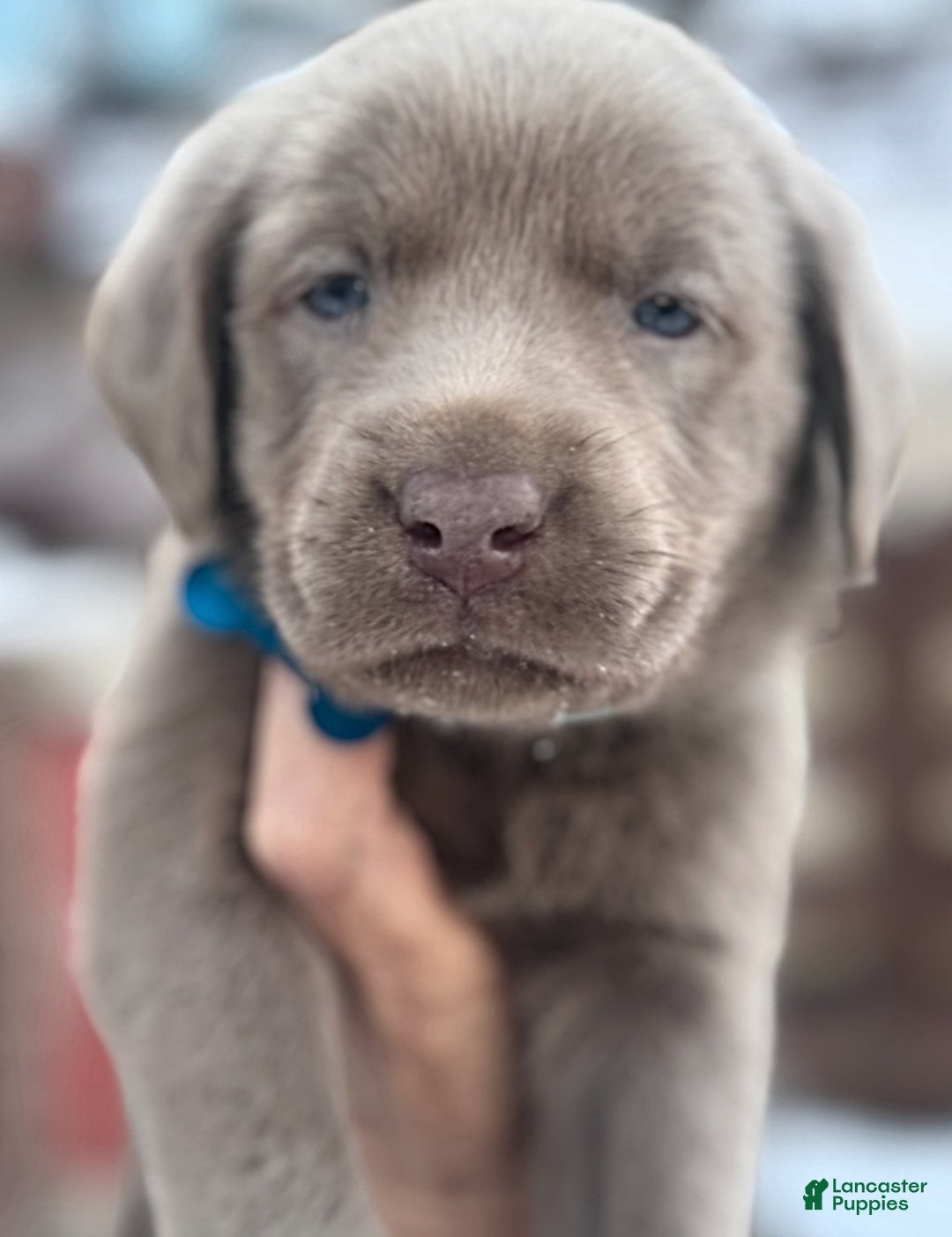 Labrador Retriever dogs for sale: Labrador Retriever Puppy 1 - Ad 3