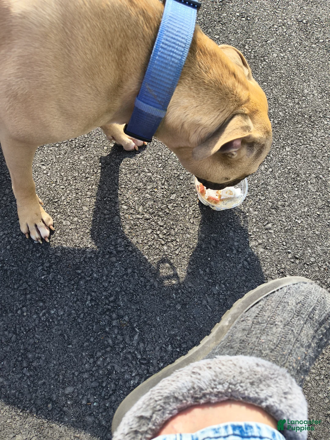 Mixed Breed dogs for sale: Kash - Ad 2