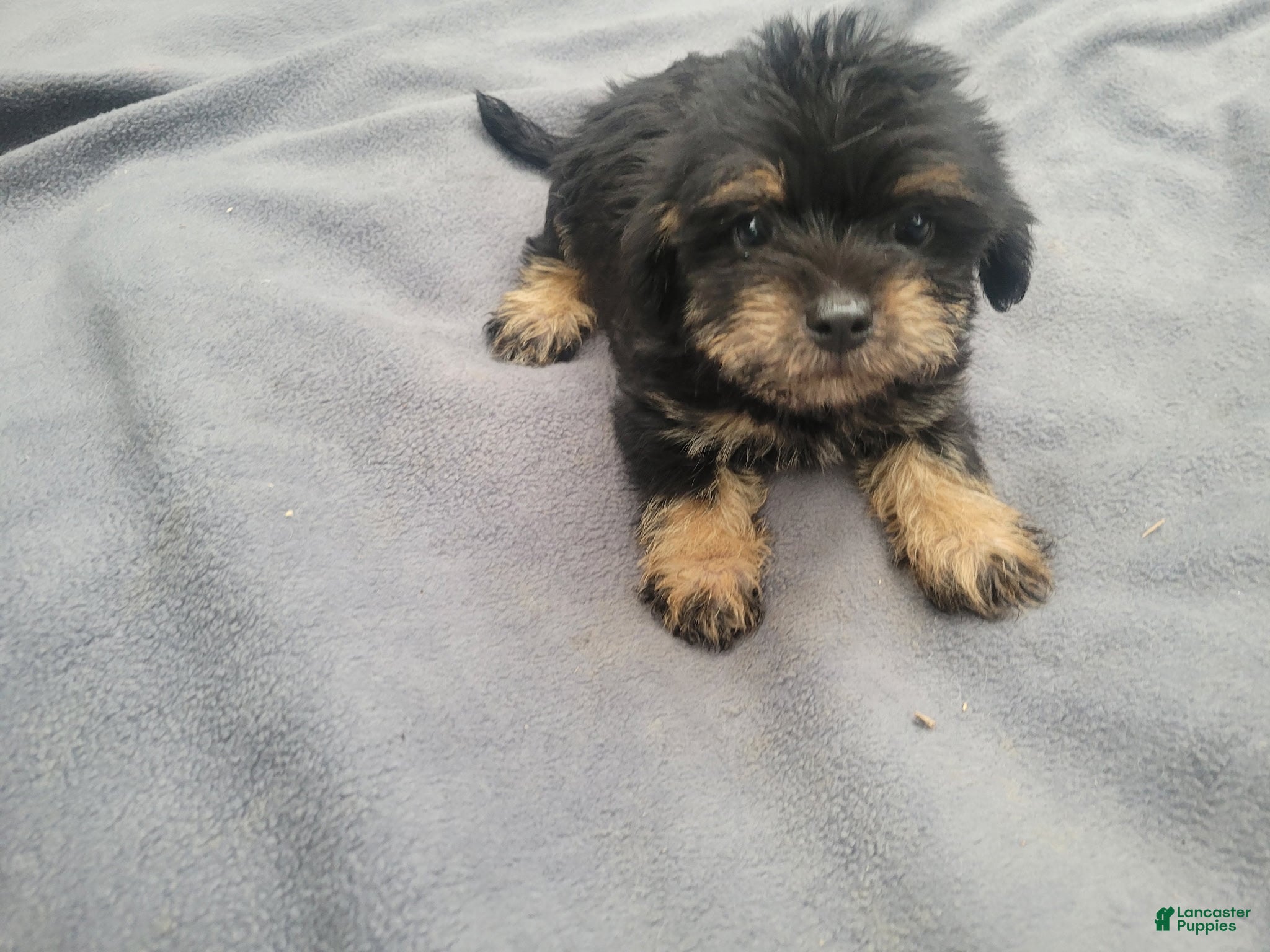 Morkie dogs Ram  - Ad 1