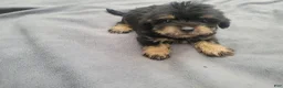 Morkie dogs for sale: Ram  - Ad 1