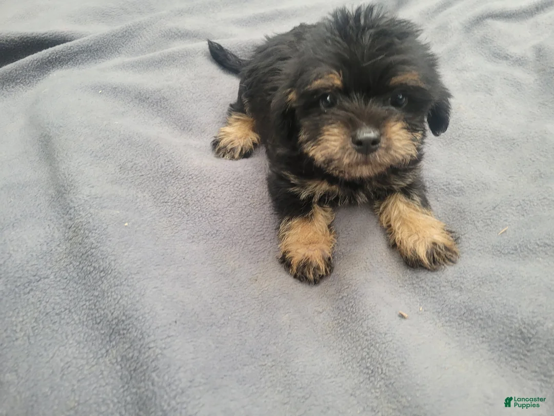 Morkie dogs for sale: Ram  - Ad 1