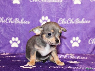 Chihuahua dogs Courage - Ad 8