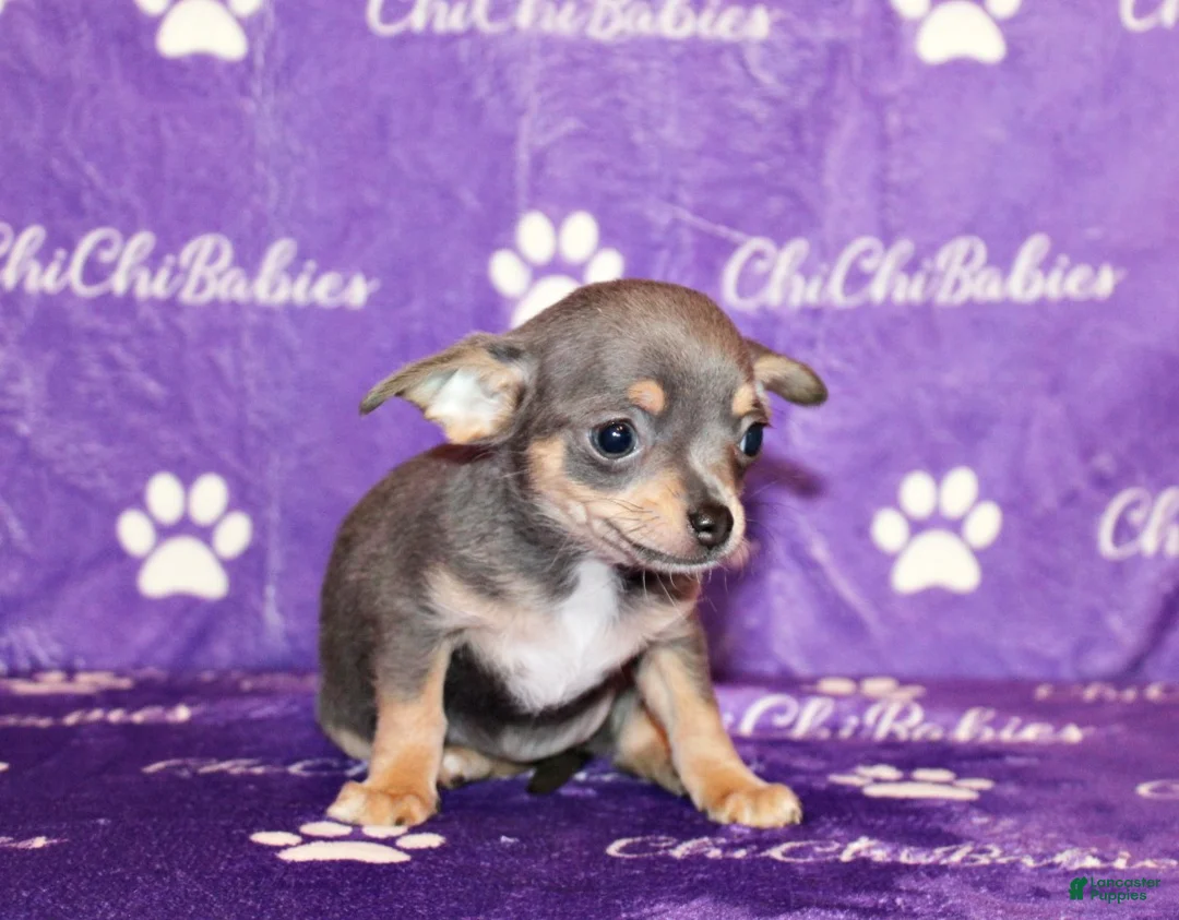 Chihuahua dogs for sale: Courage - Ad 1