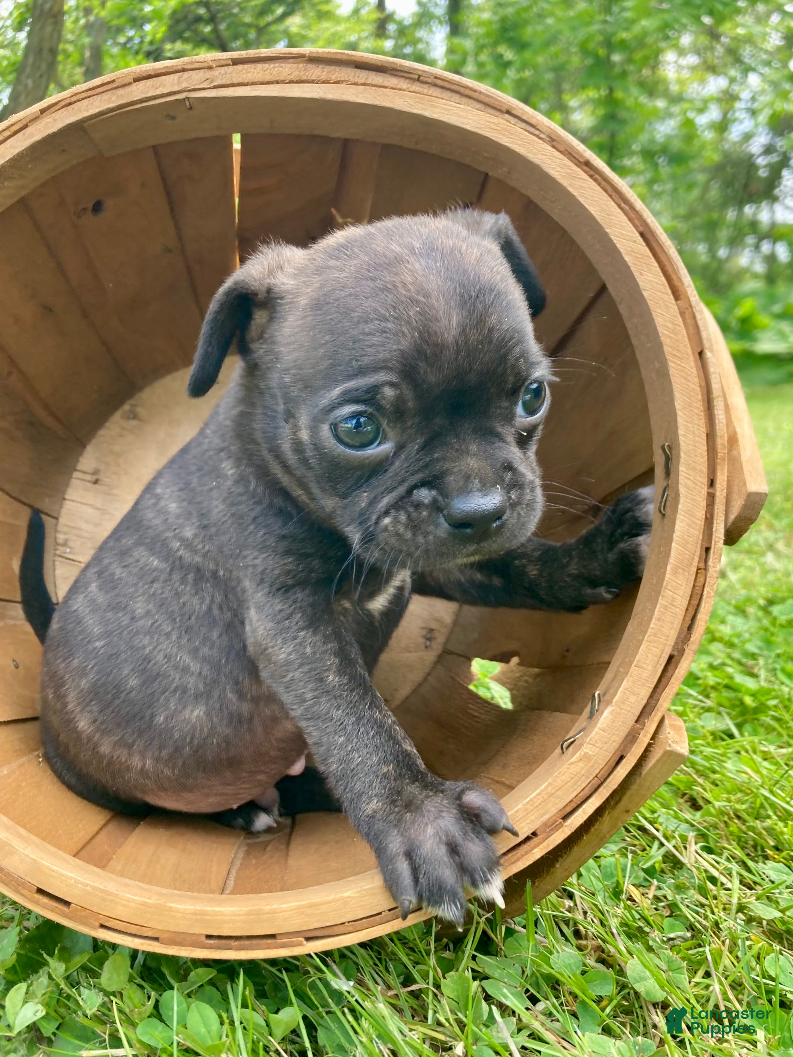 Mixed Breed dogs Sunny - Ad 13