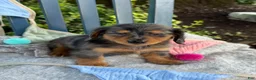 Miniature Dachshund dogs for sale: Tilly - Ad 7