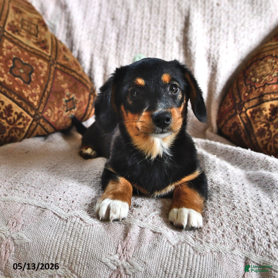 Miniature Dachshund dogs Princess - Ad 1