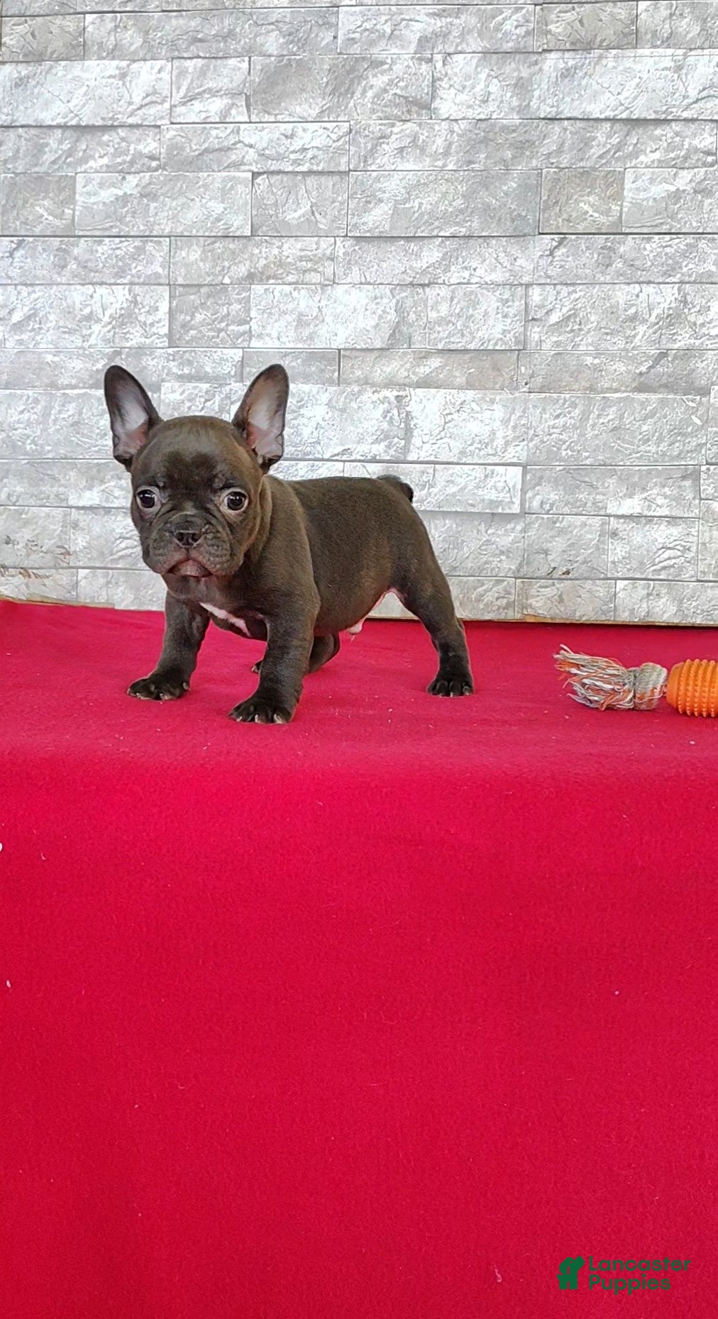 Frenchton dogs Buster - Ad 2
