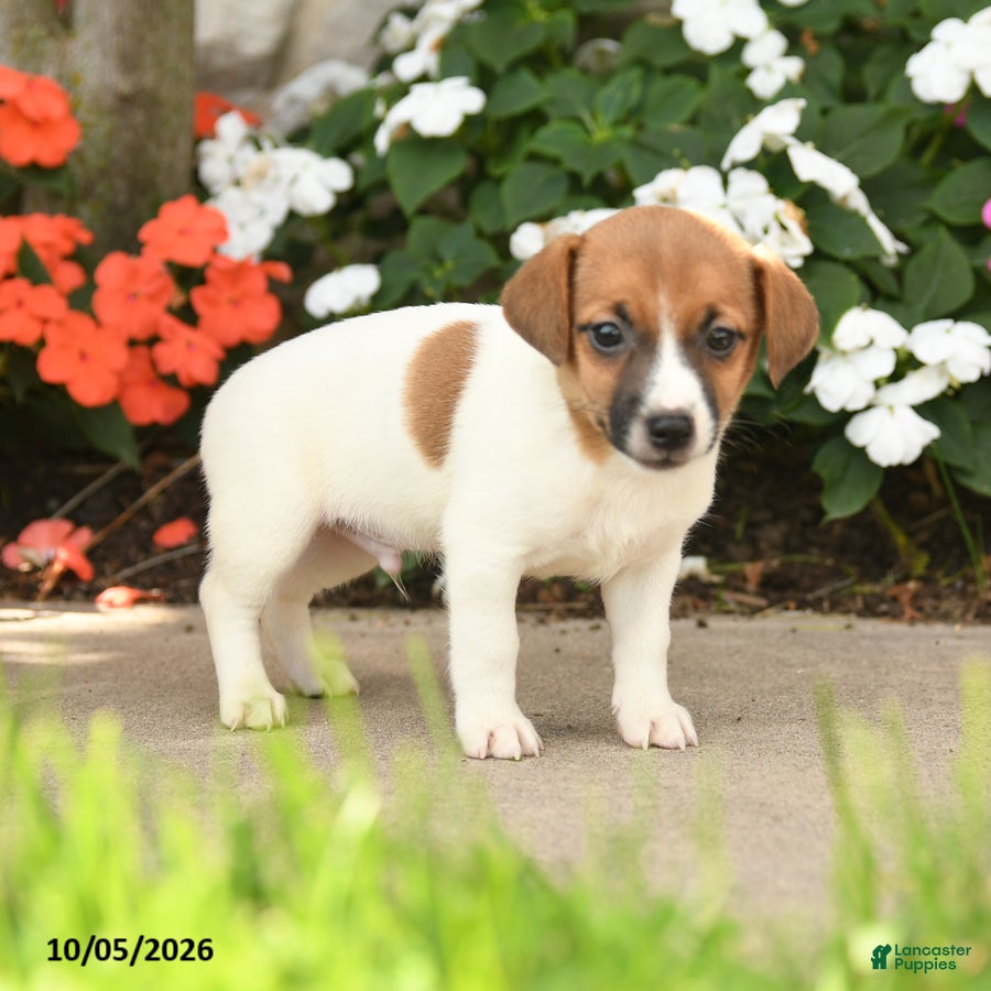 Jack Russell Terrier dogs Janson - Ad 2