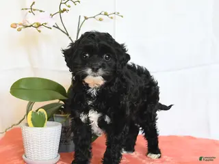 Cavapoo dogs Rosie - Ad 19