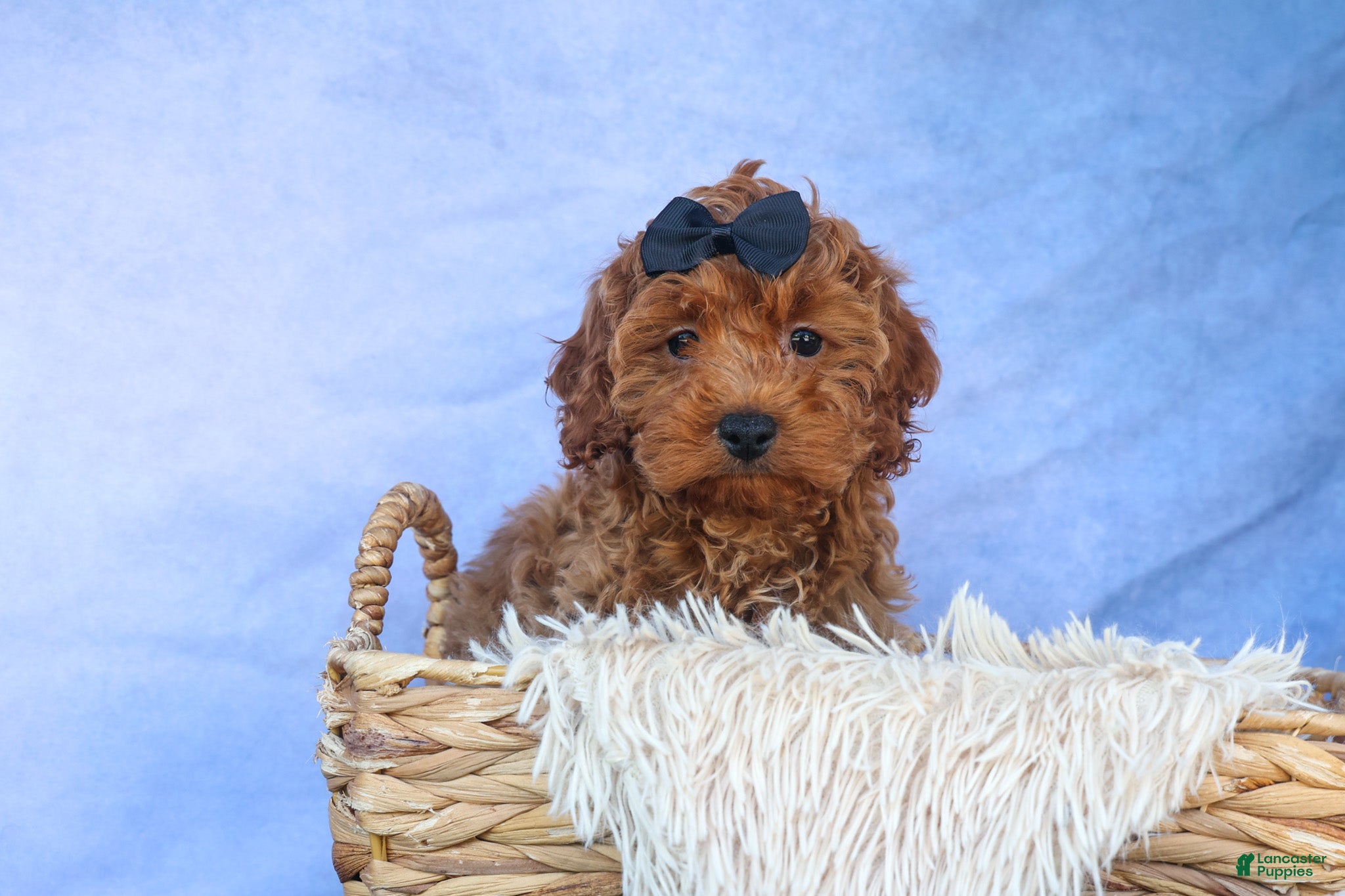 Cavapoo dogs for sale: ROMEO - Ad 16