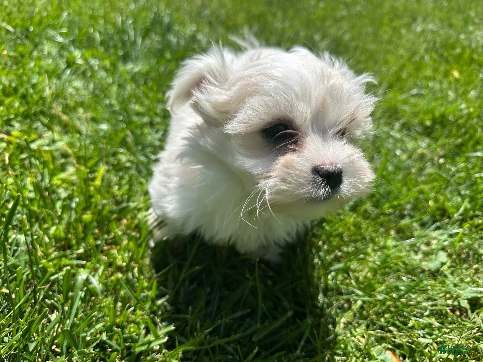 Maltese dogs Champ - Ad 39