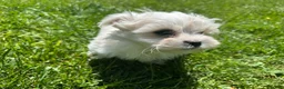 Maltese dogs for sale: Champ - Ad 1