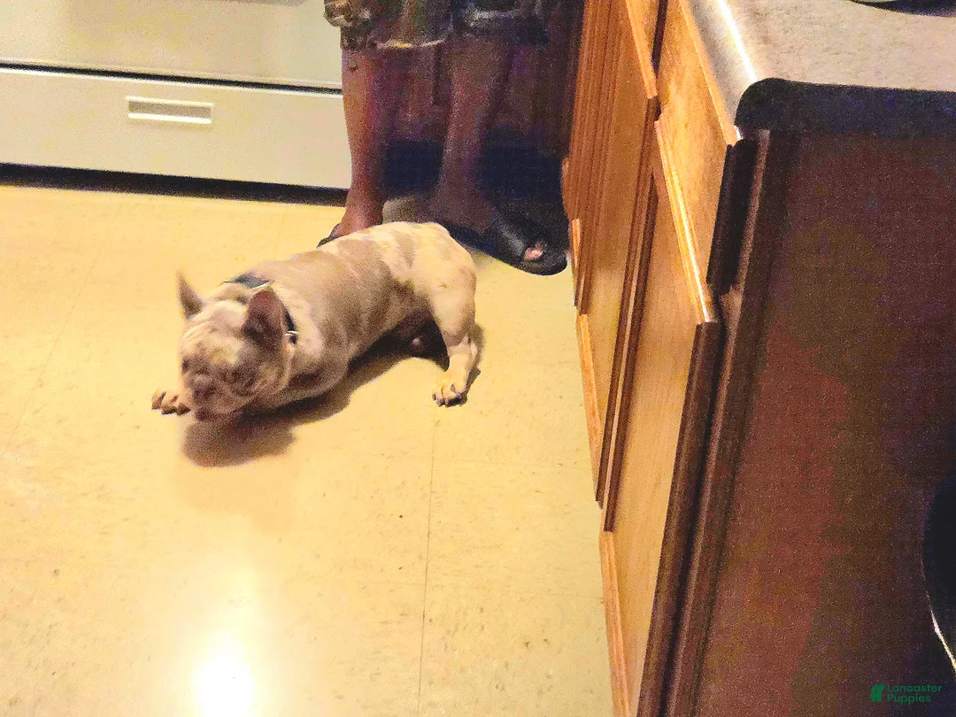 French Bulldog dogs for sale: French Bulldog Puppy 1 - Ad 2