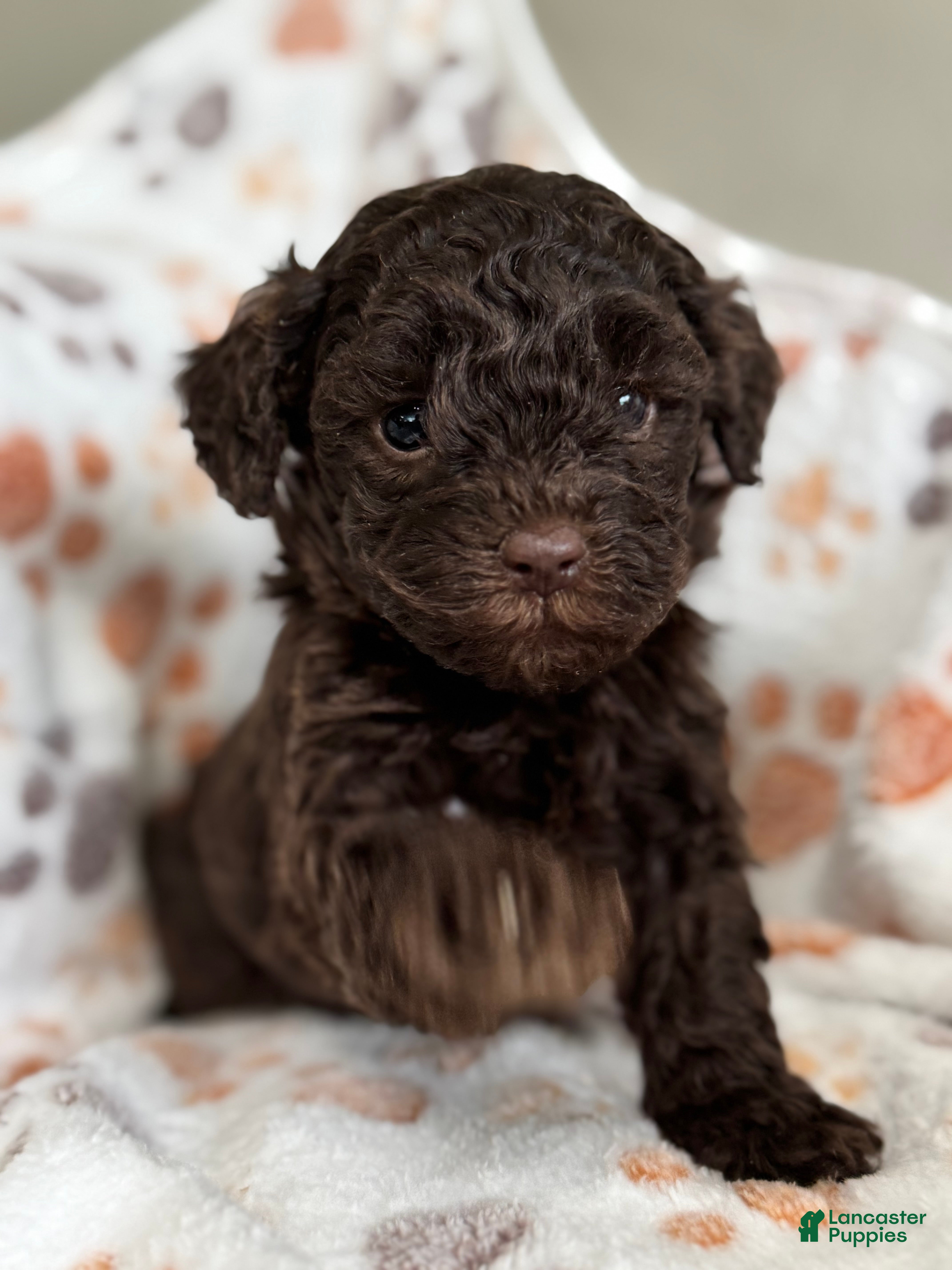 Toy Poodle dogs Toy Poodle Puppy 2 - Ad 19