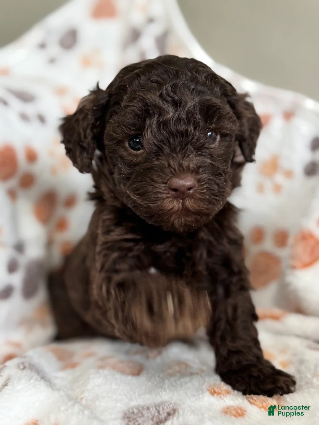 Toy Poodle dogs for sale: Toy Poodle Puppy 2 - Ad 1