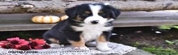 Mixed Breed dogs for sale: Riley - Ad 4