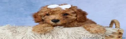 Miniature Poodle dogs for sale: WALTER - Ad 6