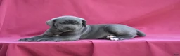 Cane Corso dogs for sale: Tess - Ad 3