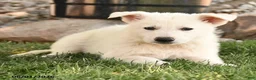 German Shepherd dogs for sale: Sally - Ad 3