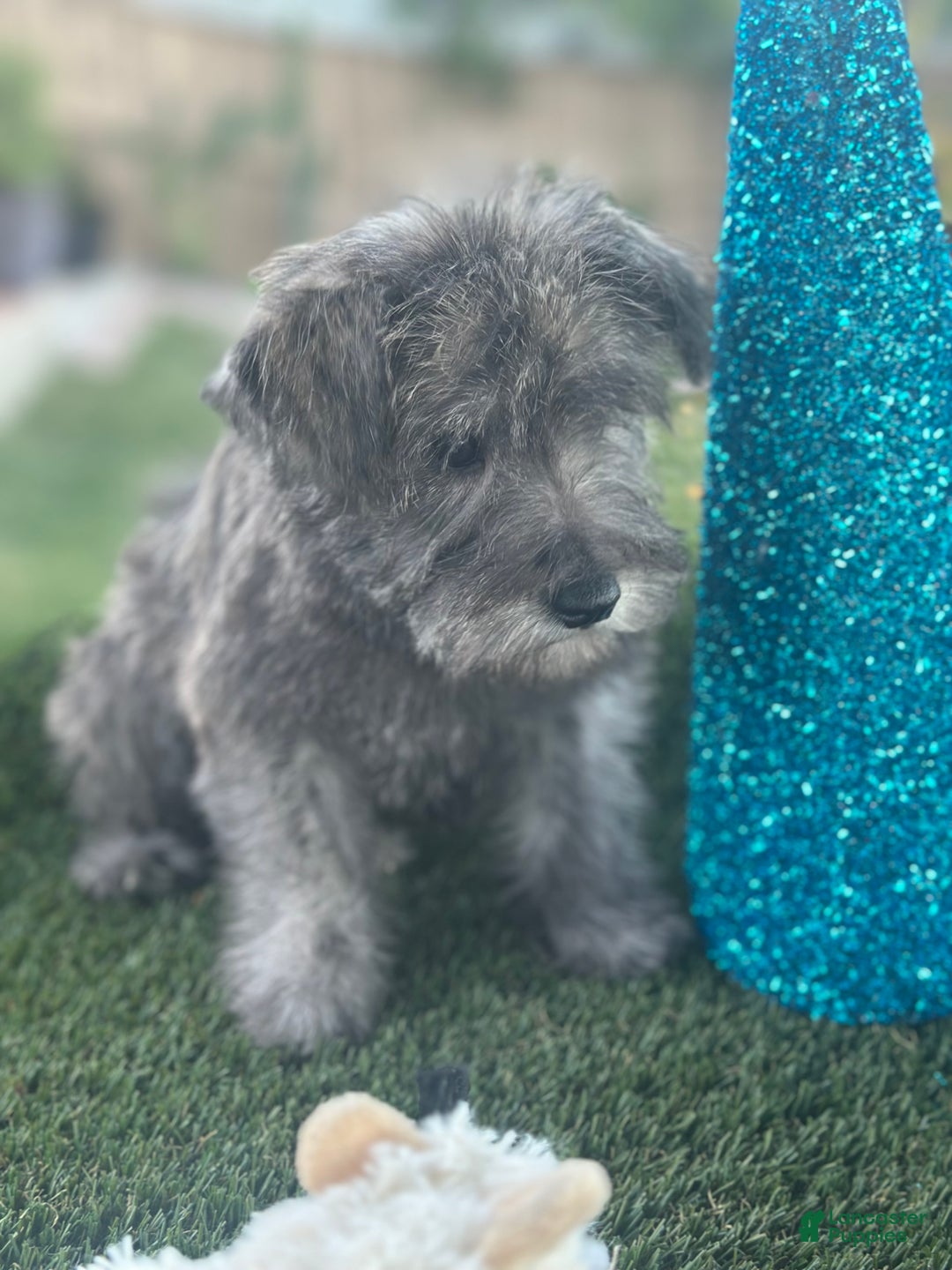 Miniature Schnauzer dogs for sale: Miniature Schnauzer Puppy 1 - Ad 2