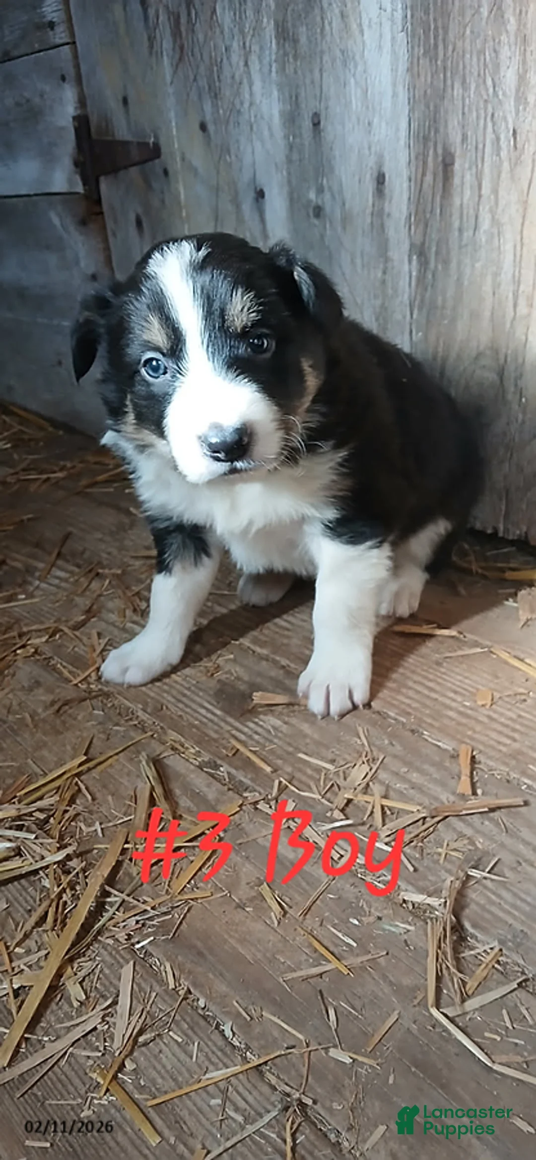Border Collie dogs for sale: Graham - Ad 1