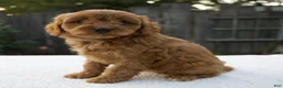 Cavapoo dogs for sale: Greta - Ad 5