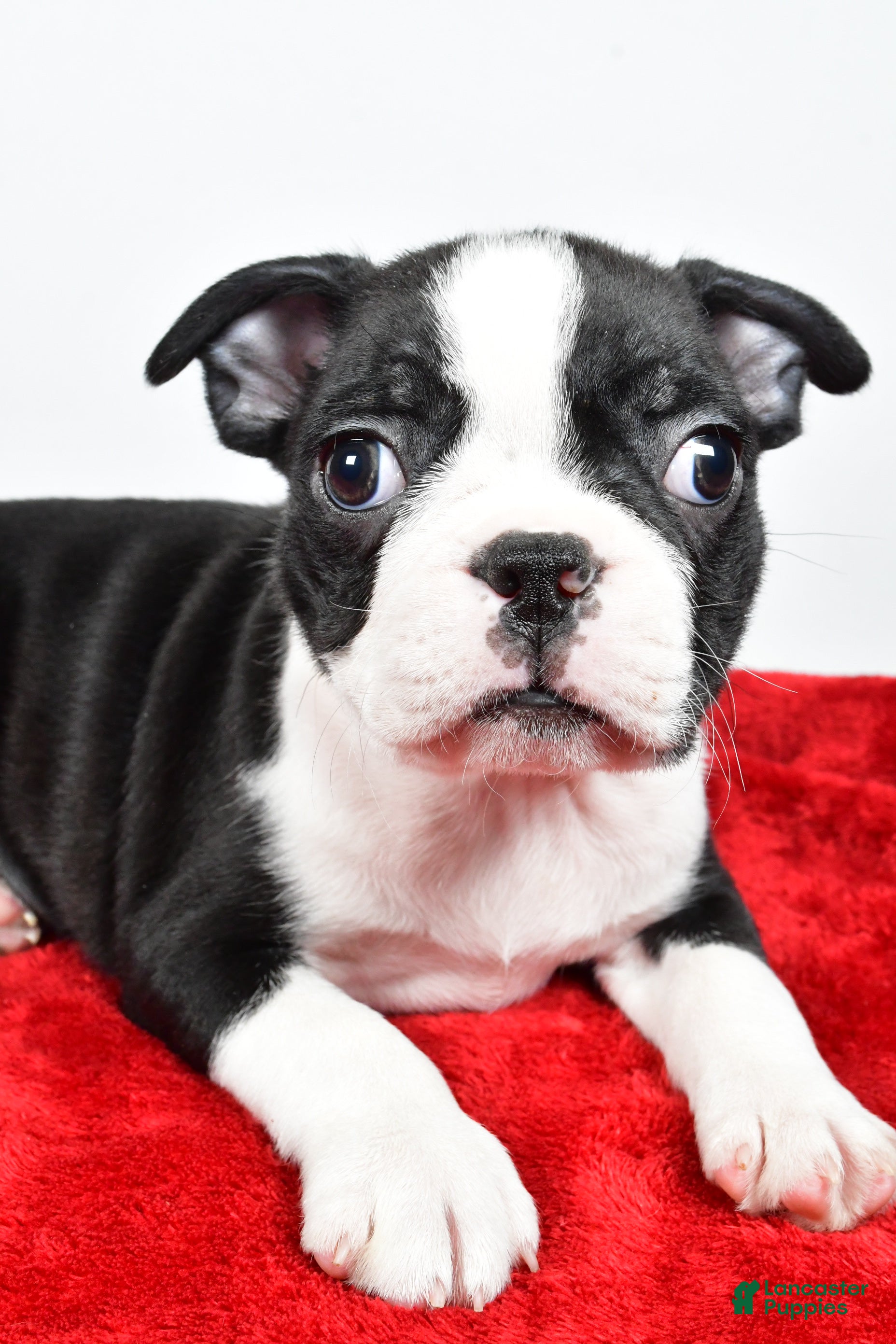 Boston Terrier dogs Isaac - Ad 2
