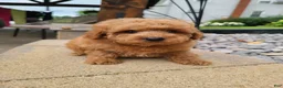 Mini Goldendoodle dogs for sale: Inez - Ad 18