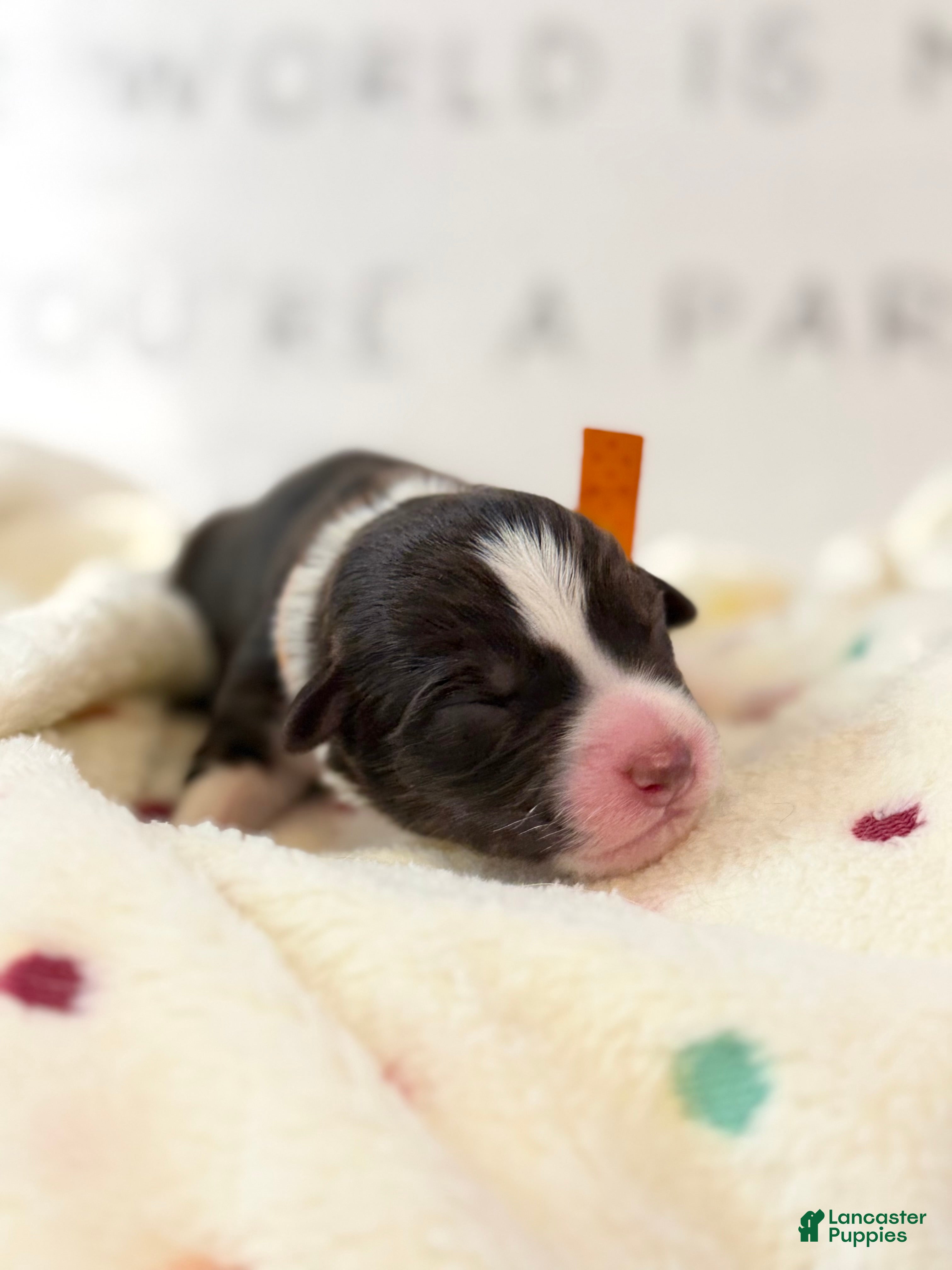 Australian Shepherd dogs Australian Shepherd Puppy 2 - Ad 21