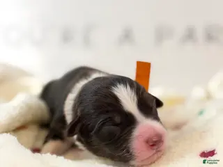 Australian Shepherd dogs Australian Shepherd Puppy 2 - Ad 21