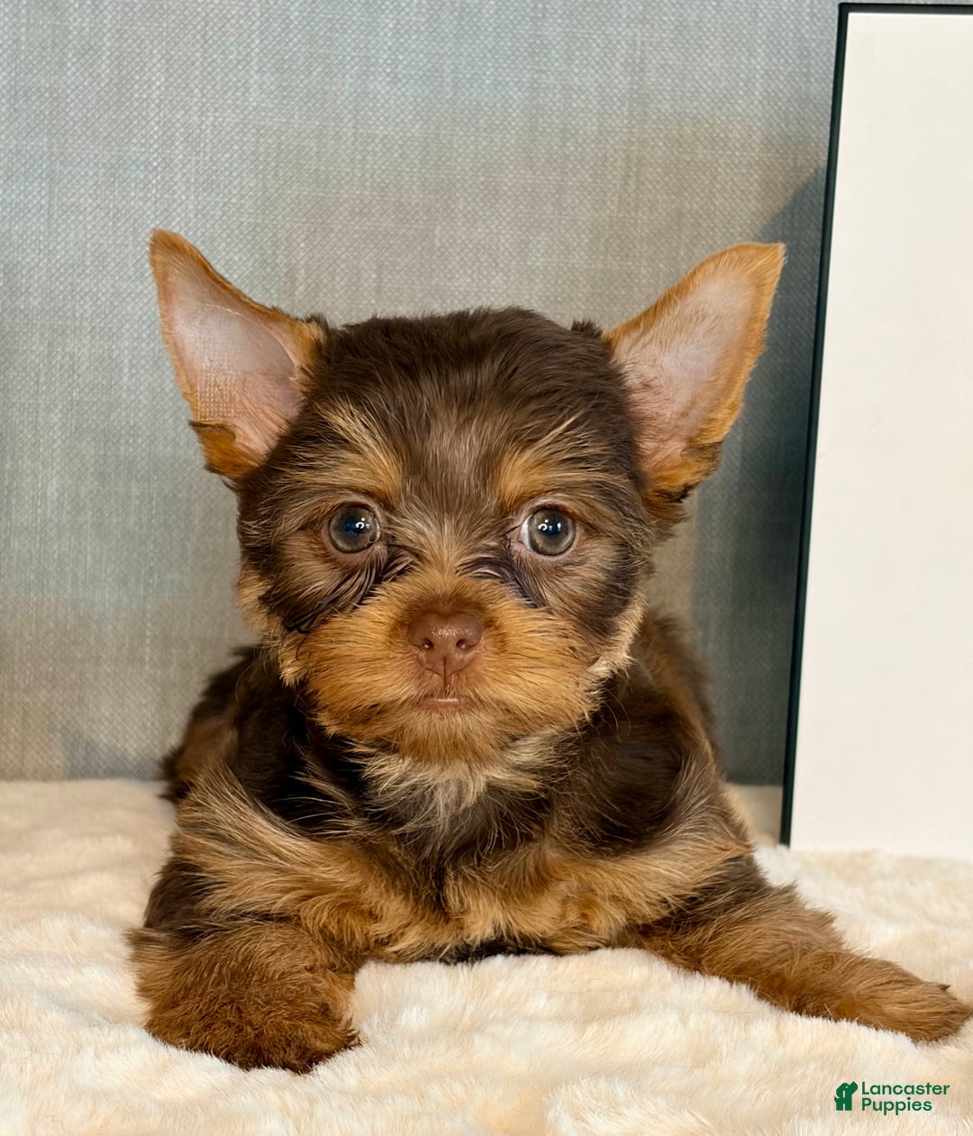 Yorkshire Terrier dogs for sale: Hazel *GET NOW* PAY LATER* - Ad 1