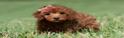 Maltipoo dogs for sale: Poppy seed F1 - Ad 5