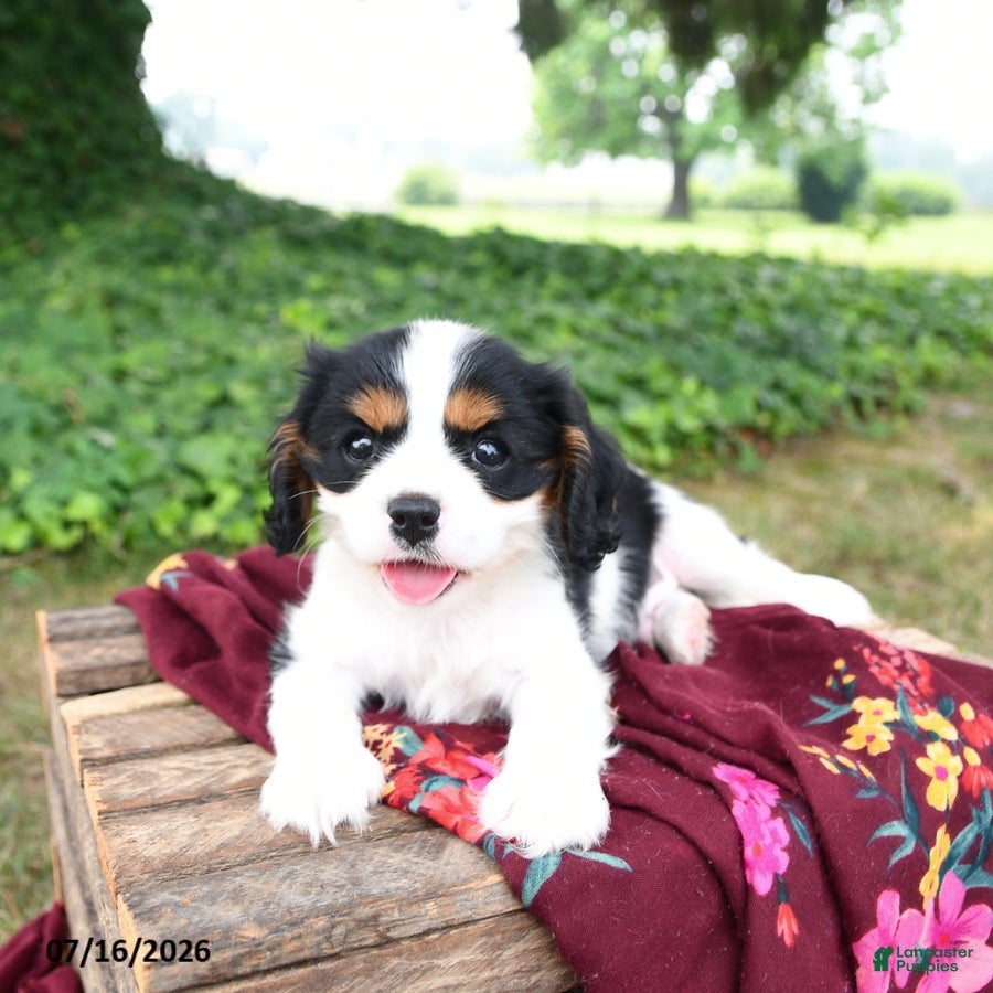 Cavalier King Charles Spaniel dogs Gunnar - Ad 1