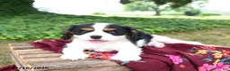 Cavalier King Charles Spaniel dogs for sale: Gunnar - Ad 1