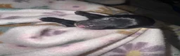Chihuahua dogs for sale: Chihuahua 1 - Ad 1