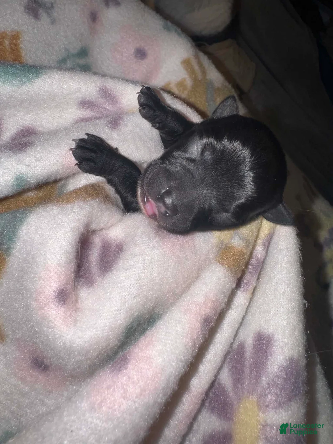 Chihuahua dogs for sale: Chihuahua 1 - Ad 1