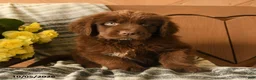 Newfoundland dogs for sale: Muffin - Ad 2