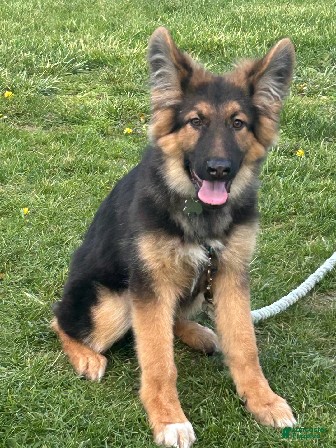 German Shepherd dogs for sale: German Shepherd Puppy 1 - Ad 1