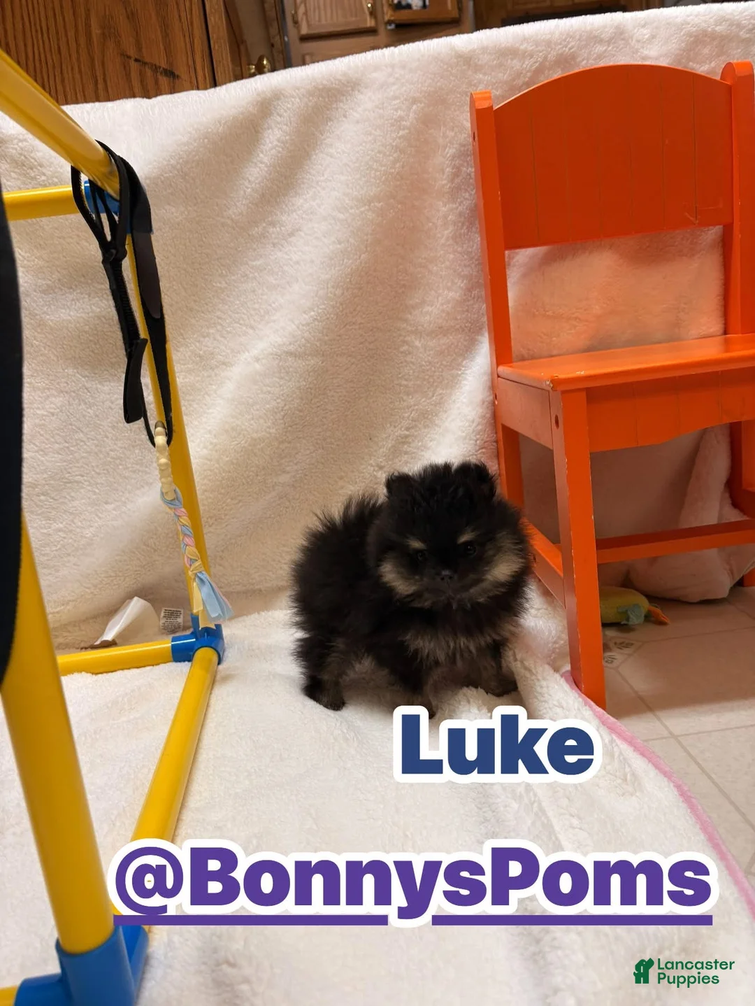 Pomeranian dogs for sale: Luke - Ad 1