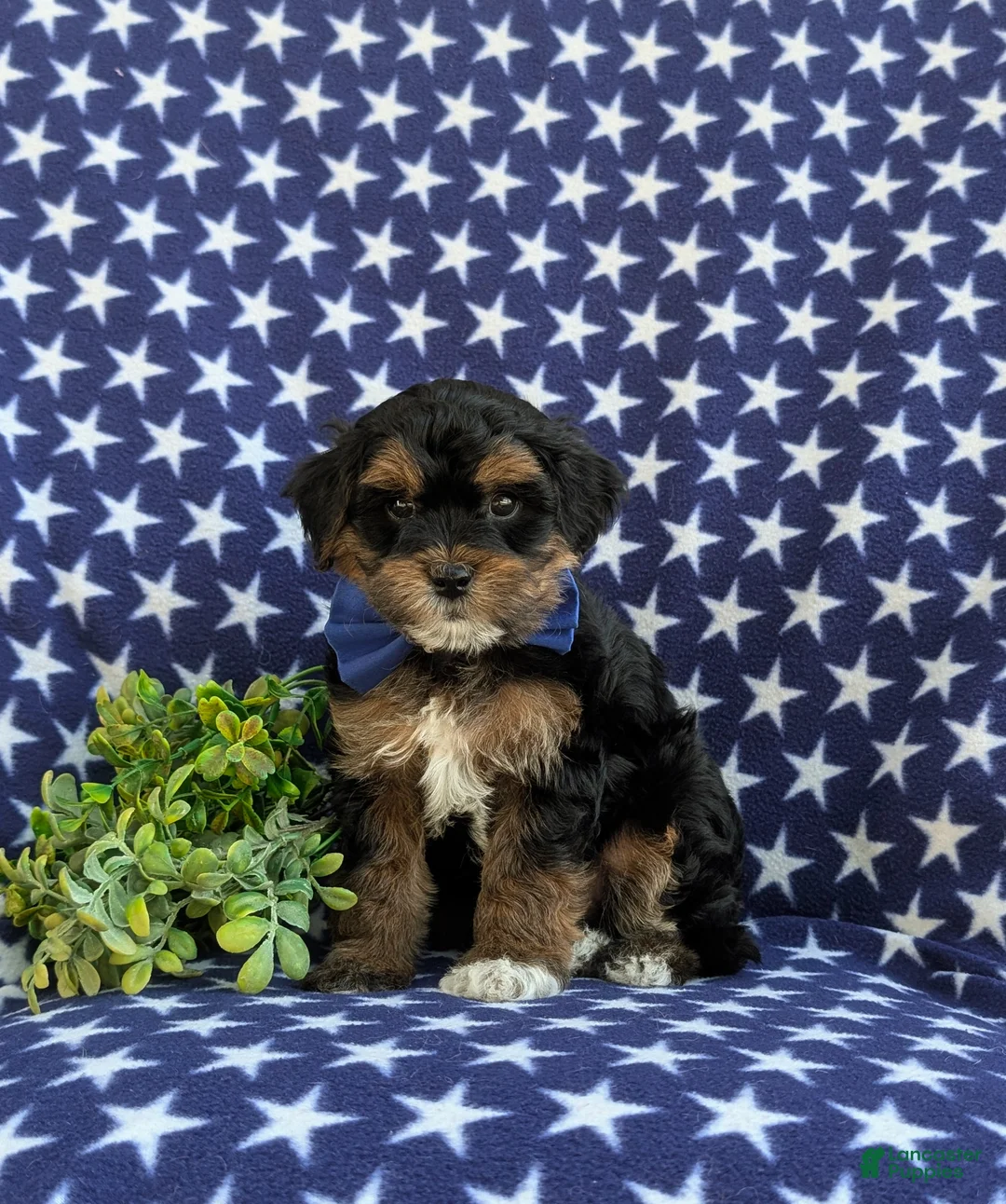 Havapoo dogs for sale: Reed Hypoallergenic - Ad 1