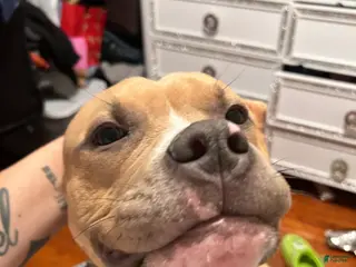 Mixed Breed dogs His name is Max - Ad 3