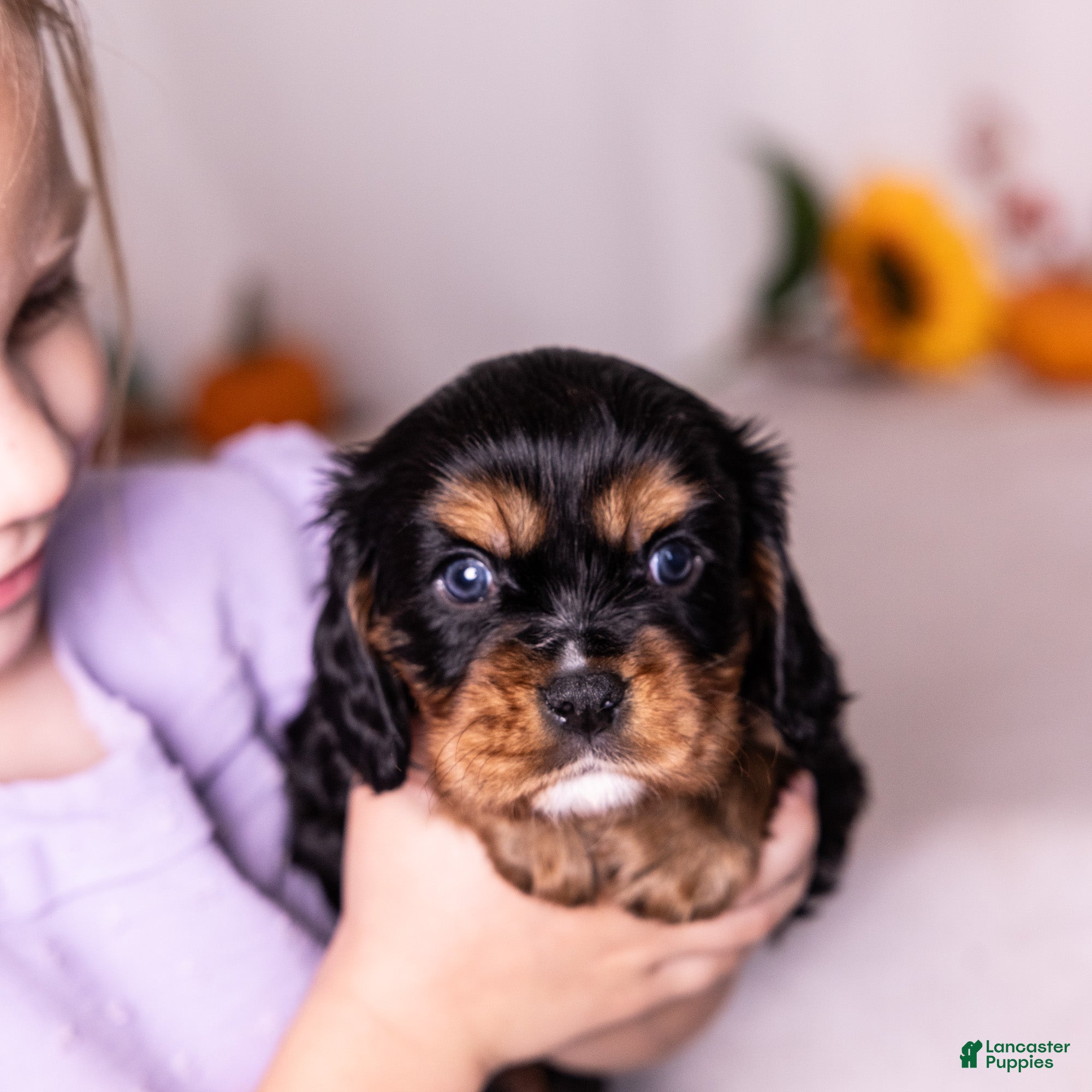 Cavalier King Charles Spaniel dogs Judah - Ad 1
