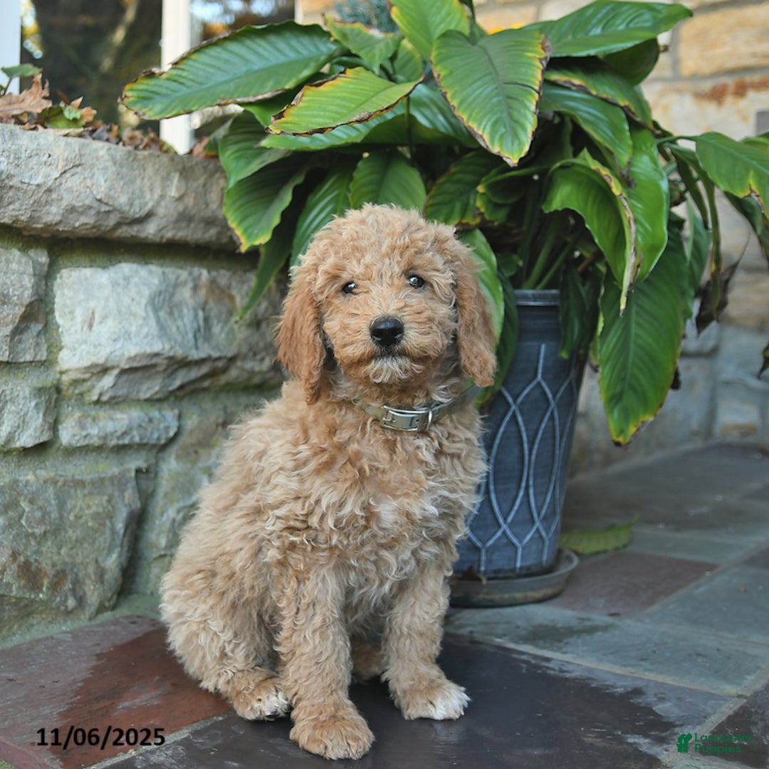 Mini Goldendoodle dogs for sale: Bonnie  - Ad 1