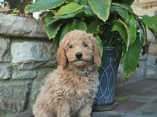 Mini Goldendoodle dogs Bonnie - Ad 2