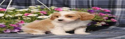 Cavapoo dogs for sale: BJ's Waldo - Ad 4