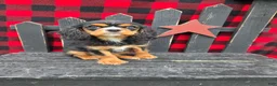 Cavalier King Charles Spaniel dogs for sale: Caramel  - Ad 2