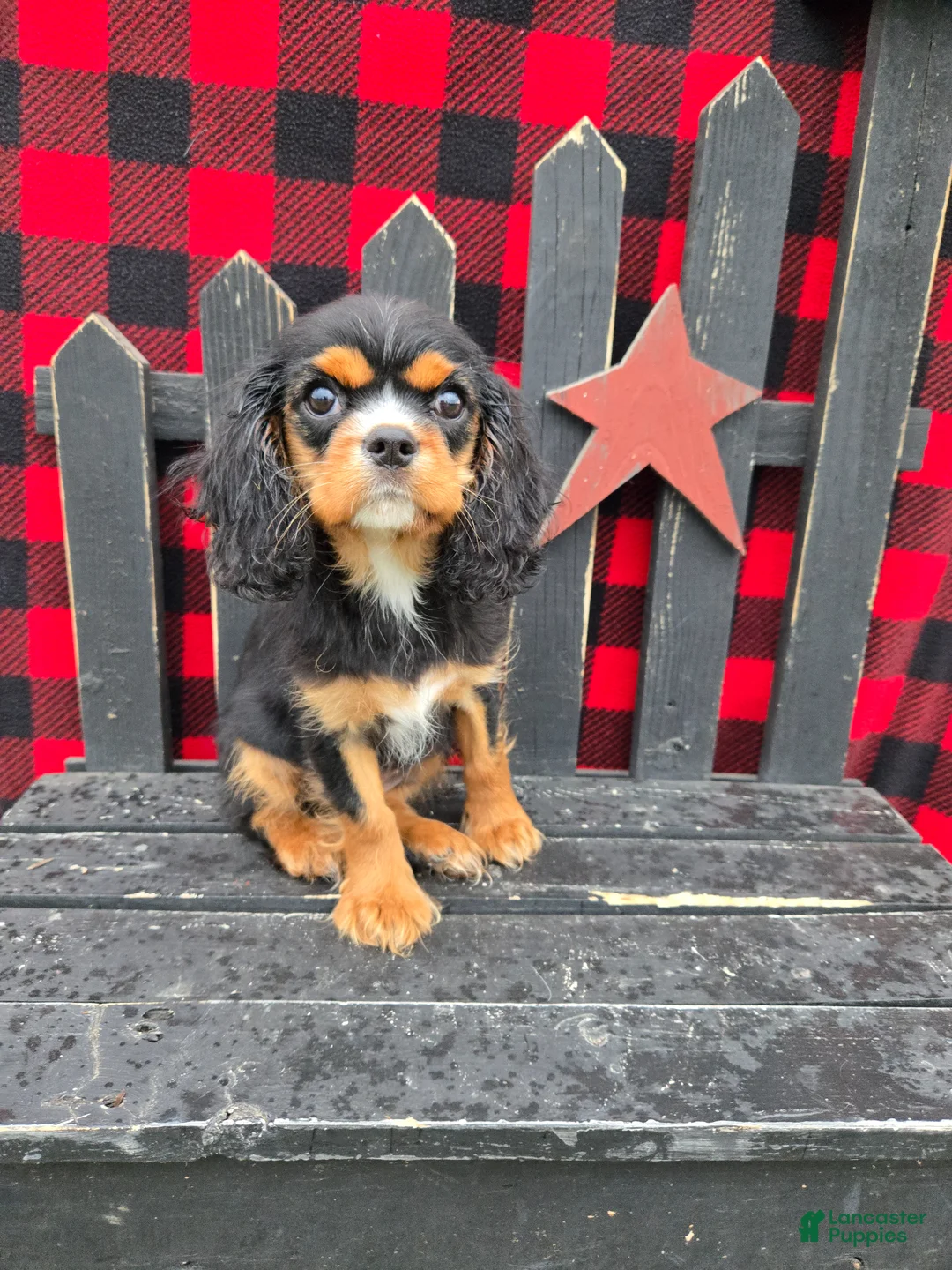 Cavalier King Charles Spaniel dogs for sale: Caramel  - Ad 2