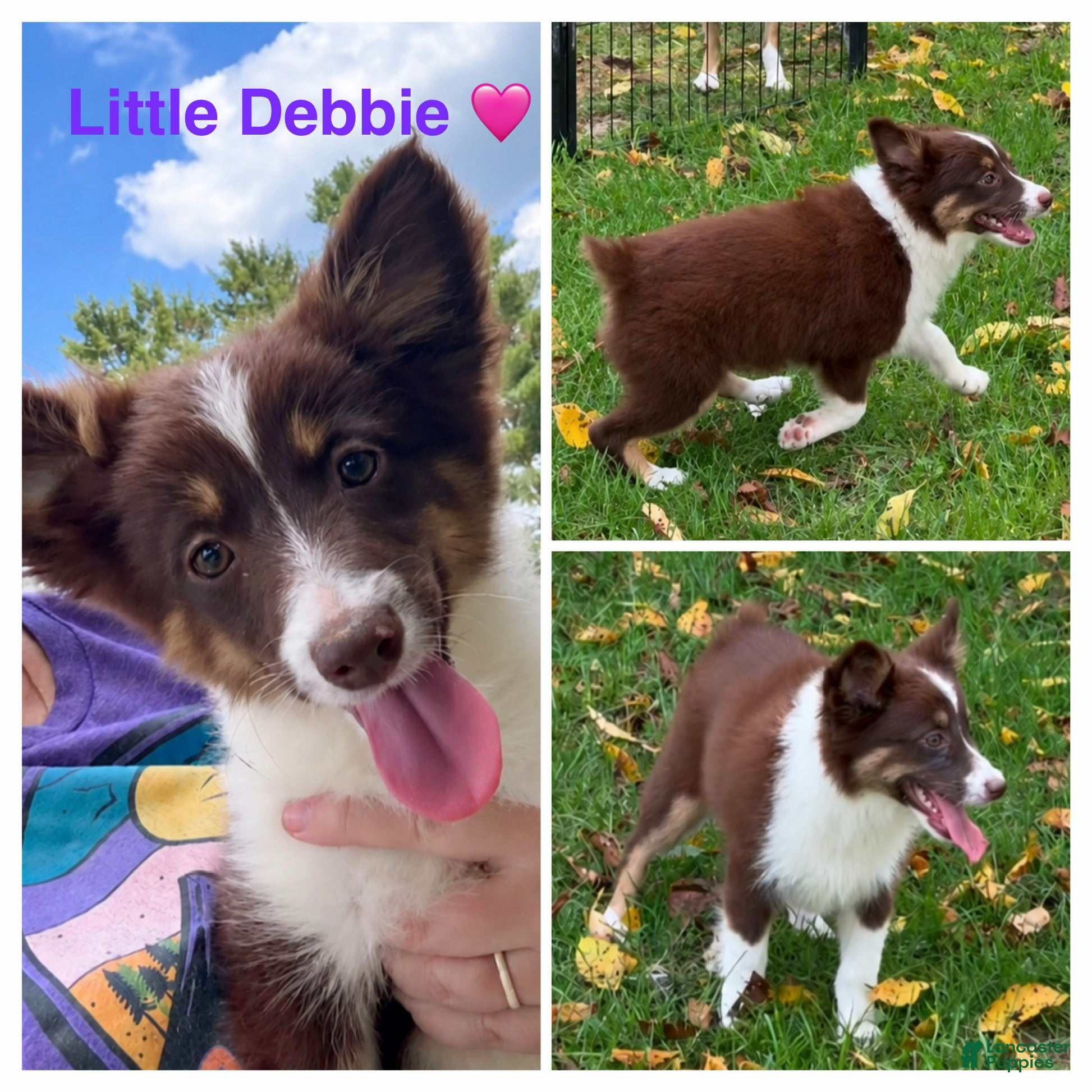 Miniature Australian Shepherd dogs Purple  - Ad 39