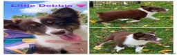 Miniature Australian Shepherd dogs for sale: Purple  - Ad 1