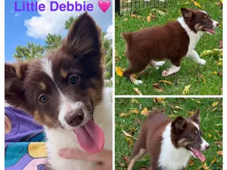 Miniature Australian Shepherd dogs Purple - Ad 39